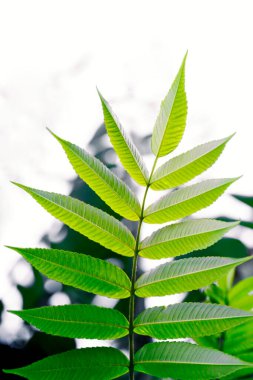 Yumuşak ve bulanık bir arkaplan üzerine kurulmuş zarif bir dal, doğadan esinlenilmiş markalaşma için mükemmel, ekolojik bilinçli ürün reklamları, ya da refah ve yaşam tarzı içeriği için huzurlu görseller.