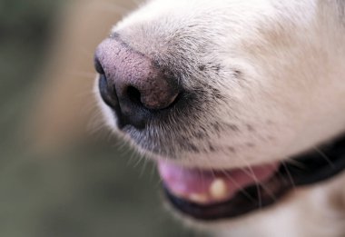 Golden retriever burnunun yakın çekimi, evcil hayvan markaları, veterinerler ve hayvan severler için ideal sosyal medya, evcil hayvan ürünleri veya veterinerlik promosyonları için sıcak, ulaşılabilir görseller yaratmak..