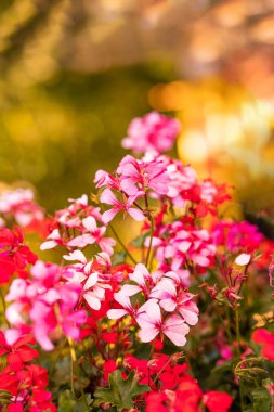 Blooming red-pink ampelous pelargonium on a blurred background, ideal for gardening blogs, plant care guides, florist promotions, floral event decor, greeting cards, creating a serene digital backdrop clipart