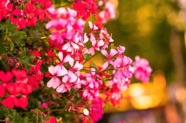 Güneş ışığındaki pembe ampel pelargonyum bahçe blogları, bitki bakım rehberleri, çiçek temalı etkinlik promosyonları, çevre dostu kampanyalar, doğa fotoğrafçılığı portföyleri, ev dekorasyonu katalogları, çiçek tasarım reklamları..