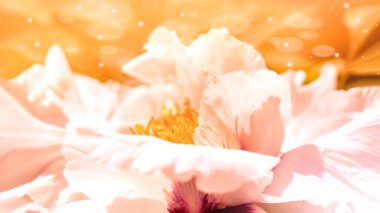 Çiçek açan soluk pembe şakayık çiçeğinin Macro fotoğrafı. Kırışmış taç yaprakları ve parlak sarı pullarıyla. Sıcak altın ışık ve yumuşak bokeh rüya gibi ve romantik bir çiçek atmosferi yaratır..