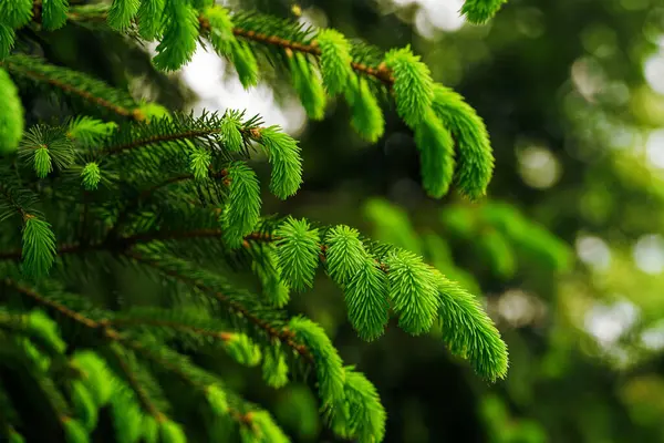 Yeşil ladin dalının yakın plan görüntüsü yumuşak yeni iğnelerle, doğal büyüme ve bitkinin dokusunu ön plana çıkarıyor..