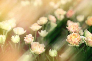 Kremalı ve şeftali rengi gözlüklü çifte lalelerin, güneşli bir bahçede açtığı bir fotoğraf. Görüntüde ılık ışık, hafif bulanıklık ve bahar veya çiçek temaları için mükemmel rüya gibi bir atmosfer var..