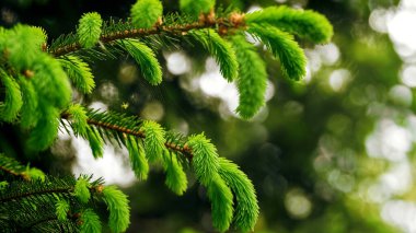 Yeşil ladin dalının yakın plan görüntüsü yumuşak yeni iğnelerle, doğal büyüme ve bitkinin dokusunu ön plana çıkarıyor..