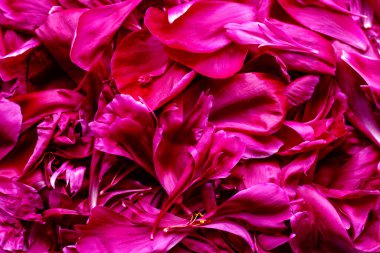 Yakın plan pembe şakayık yaprakları. Yumuşak çiçek dokusu doğal güzellik markası, düğün geçmişi ya da nazik ambalaj tasarımları için idealdir..