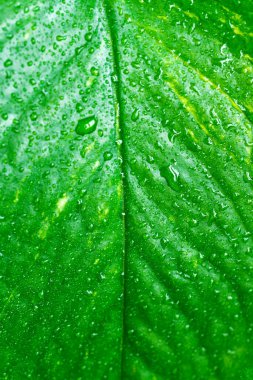 Altında yeşil bir yaprağın ayrıntılı makrosu, karmaşık damar ağı ve doğal desenleri gösteriyor. Ekolojik kavramlar, arka planlar, biyoloji, sürdürülebilirlik ve doğal dokular için mükemmel..