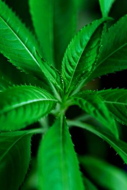 Küçük taze yapraklı, genç yeşil bir bitkinin dikey fotoğrafı. Doğal ışıkta yakalanan bu makro çekim, yeni bitki gelişimini ve bahar bitkilerinin hassas dokularını ön plana çıkarıyor..