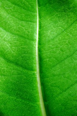 Altında, canlı dokusu ve ince damarları olan aşırı yakın plan yeşil yaprak. Botanik temalar, organik tasarım, çevresel görseller ve doğadan esinlenilmiş yüzey altyapısı için ideal..