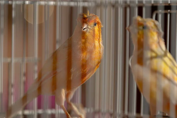 A yellow canary in cage