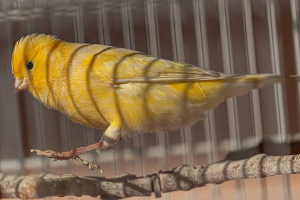 stock image Lively yellow canary jumping inside cage