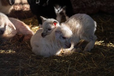 Çiftlikteki sevimli küçük keçiler