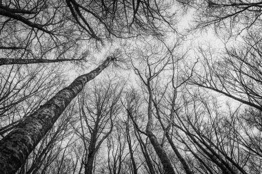 Ormandaki ağaç dalları