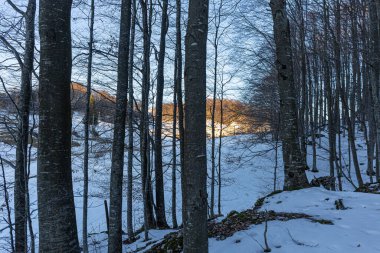 Gün batımında kış ormanı