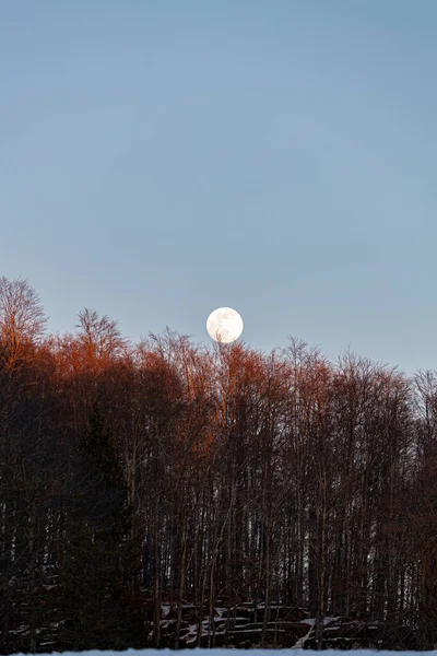 beautiful view of full moon over winter forest