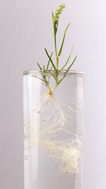 Suyla Dolu Bardakta Genişletilmiş Kökleri Olan Bir Bitki