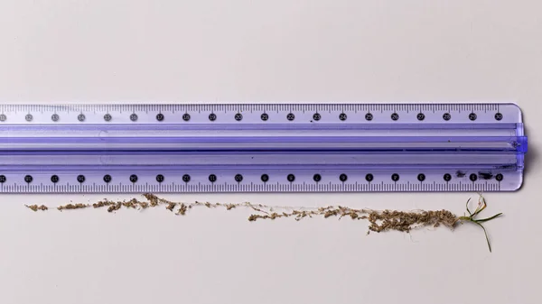 Μονάδα Εκτεταμένες Ρίζες Λευκό Φόντο Μετρούμενο Ruler Για Σύγκριση — Φωτογραφία Αρχείου