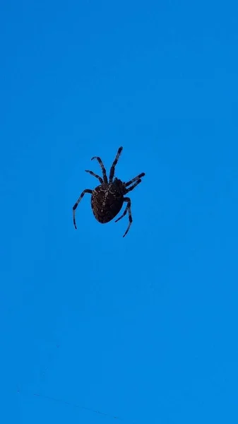 青い空の背景にクモの閉鎖 — ストック写真