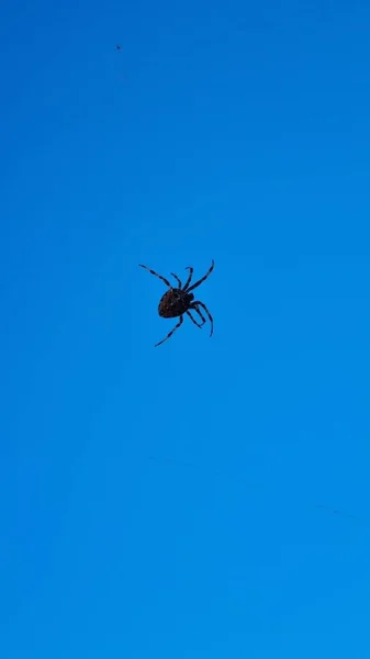 Detailní Záběr Pavouka Pozadí Modré Oblohy — Stock fotografie