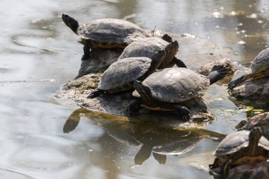 Gölet kaydırıcı (Trachemys scripta) - bir kaya üzerinde güneşlenen bir grup