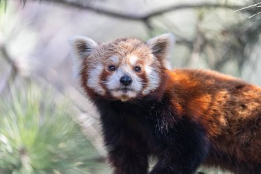 Kızıl panda 'nın otçul diyeti, vahşi doğada kızıl panda.