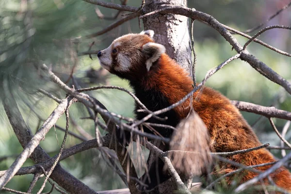 red panda\'s herbivore diet, Red panda in wild nature