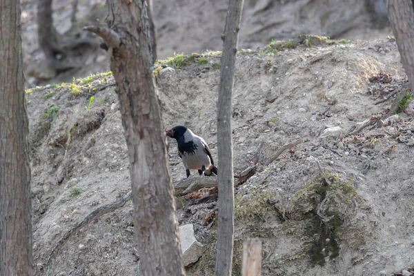 stock image Hooded crow collecting dry grass for its nest