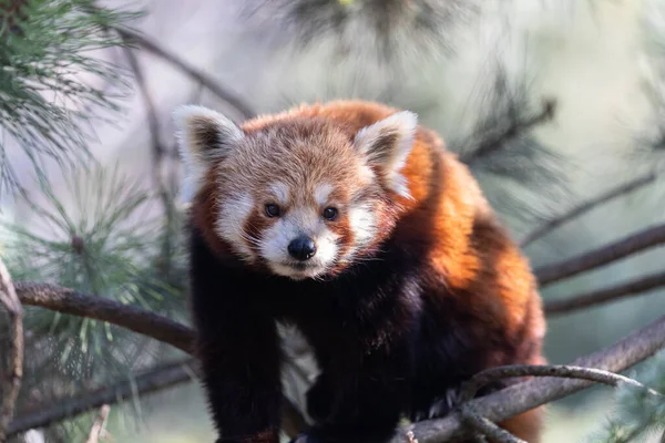 red panda's herbivore diet, Red panda in wild nature