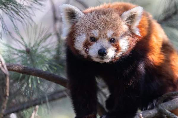 red panda's herbivore diet, Red panda in wild nature