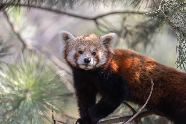 red panda\'s herbivore diet, Red panda in wild nature