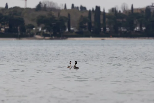 stock image A peaceful pair of water birds swims in Lake Garda, with the charming background of Peschiera del Garda.