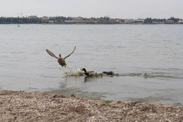 stock image Male royal mallards ducks chase a female out of the lake, forcing her to fly away