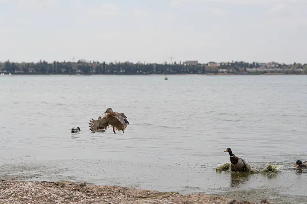 stock image Male royal mallards ducks chase a female out of the lake, forcing her to fly away