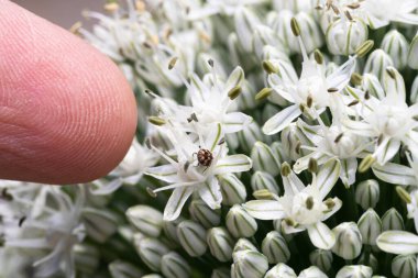 Chive Blossom 'daki Minik Böcekleri Gösteren Başparmak