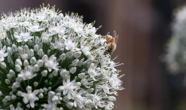 stock image Bee delights in chive blossom's allure