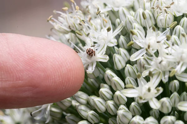 stock image A Thumb Pointing to Tiny Beetles on Chive Blossom