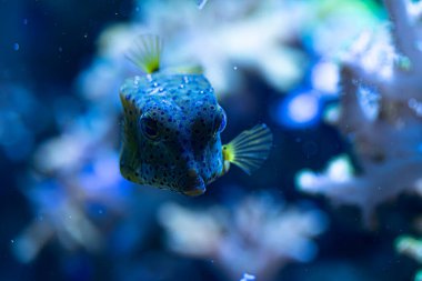 Sarı kutu balığı doğal ortamında huzur içinde yüzer. Canlı sarı bedeni mavi okyanus zeminine zıt düşer..