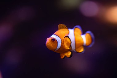 Orange and white clownfish, known for its vivid white stripes with black edges, swimming against a blurred background that enhances its colors. clipart