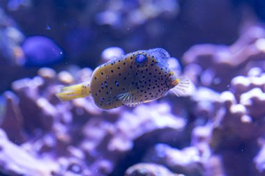 Sarı kutu balığı doğal ortamında huzur içinde yüzer. Canlı sarı bedeni mavi okyanus zeminine zıt düşer..