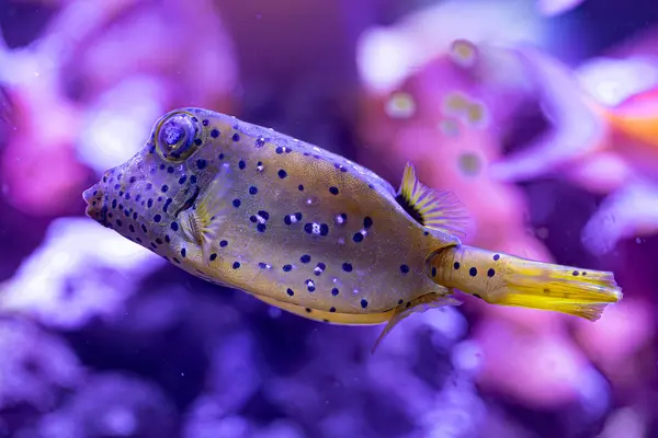 stock image The yellow boxfish swims peacefully in its natural habitat, its vibrant yellow body contrasting against the blue ocean backdrop.