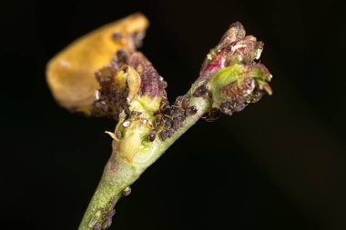 Yaprak Bitkisi Saldırısı Altında Yeşil Fasulye Bitkisi