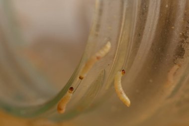 İndianmeal güve larvalarının fındıkları istila etmesi, böcek kontrolü için kritik bir çağrı sinyali veriyor..