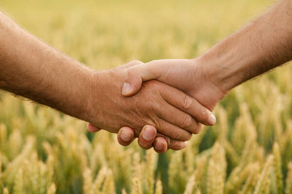 Close-up of a male handshake with a wheat field in the background, symbolizing agribusiness partnership, trust, teamwork, and business success in the agricultural industry. Ideal for illustrating cooperation, agreements, collaboration in farming 