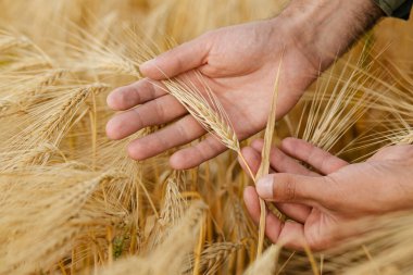 Bir tarım uzmanının elleri arpa kulaklarını tutarken, doğal güneş ışığı altında geniş bir arpa tarlasında mahsul olgunluğunu incelerken. Tarım ürünleri izleme ve hasat hazırlığı.