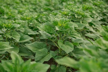 Yaz boyunca tarlada büyüyen yeşil ayçiçeği bitkilerinin yakın çekim görüntüleri. Sağlıklı ayçiçeği yaprakları ve tomurcukları güneş ışığı altında çiçek açmaya hazır..