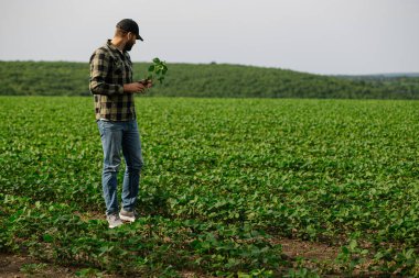 Erkek ekin uzmanı, yemyeşil bir alanda büyümeyi ve genel sağlığı değerlendiren bir soya fasulyesi bitkisini tutuyor ve inceliyor. Modern tarım ve sürdürülebilir tarım faaliyet halinde.