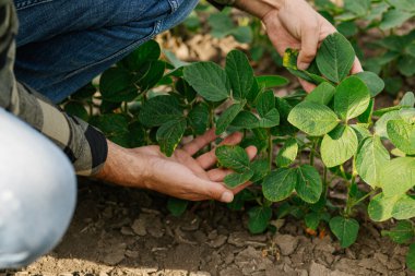 Tarım uzmanlarının elleri, büyüme ve sağlık için soya fasulyelerini inceliyor. Ekin izleme, bitki bakımı ve modern sürdürülebilir tarım kavramı.