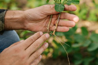 Köklerdeki azot sabitleyici bakterileri incelerken soya fasulyesini tutan ziraatçıların yakın çekimleri. Toprak sağlığı, sürdürülebilir tarım ve ekin biyolojisi kavramı.