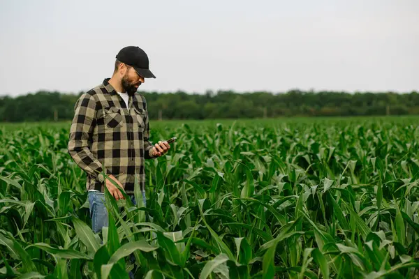 Gelişmekte olan bitkilerle mısır tarlasında dikilen genç bir tarım uzmanı, mahsul gelişimini izlemek için akıllı telefon kullanıyor. Akıllı tarım, dijital tarım ve hassas ürün yönetimi kavramı.