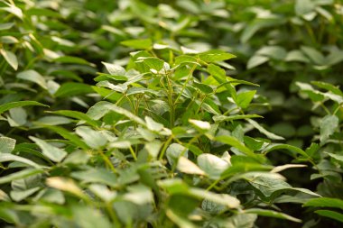 Yeşillik bir soya tarlasında yetişen sağlıklı bir soya bitkisinin yüksek kaliteli yakın plan görüntüsü, ürün büyümesi, bitki sağlığı ve sürdürülebilir tarım