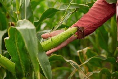 Yeşil mısır tarlasında mısır tarlasını tutan bir tarım uzmanının eli, ekin teftişi, bitki sağlığı değerlendirmesi ve modern tarım uygulamalarını temsil ediyor.